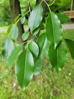 Wild Black Cherry Leaves
